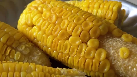 Boiled corn on the cob is a sweet, nutritious snack rich in fiber, minerals, and Stock Footage 337349285