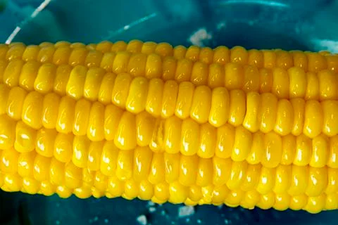Boiled corn on deep blue plate Stock Photos