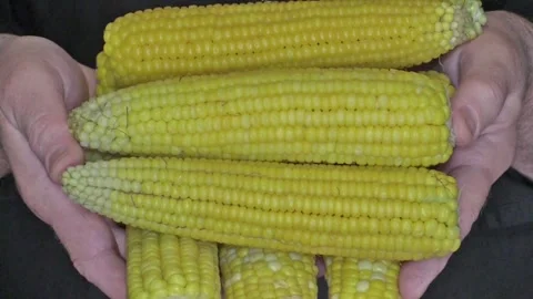 Boiled corn in hands, closeup Stock Footage 160102146