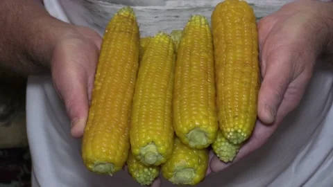 Boiled corn in hands, closeup Stock Footage 160102168