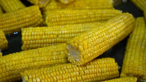 Boiled corn. Harvest Stock-Footage 106900010