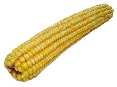 Boiled corn isolated on white background Fotos Stock