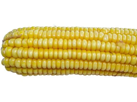 Boiled corn isolated on white background Stock Photos
