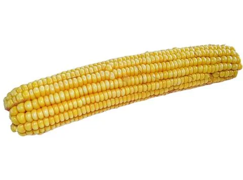 Boiled corn isolated on white background Stock Photos