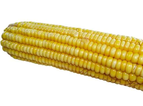 Boiled corn isolated on white background Stock Photos
