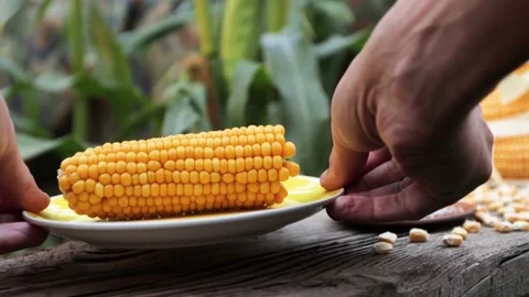 Boiled corn in nature. Close-up. Видео 221029027