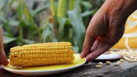 Boiled corn in nature. Close-up. Stock Footage 221029168
