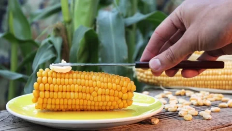 Boiled corn in nature. Close-up. Видео 221038813