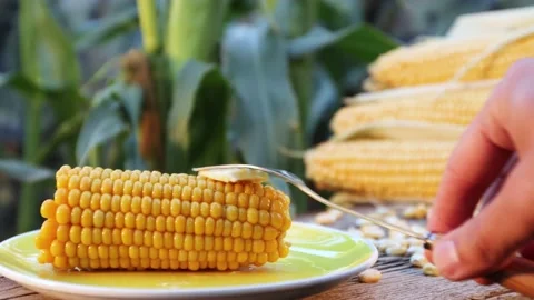 Boiled corn in nature. Close-up. Video stock 221044172