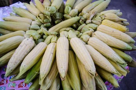 Boiled corn Stock Photos