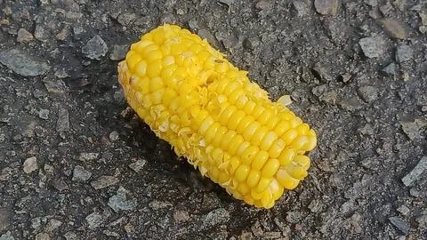 Boiled Corn Stock Photos