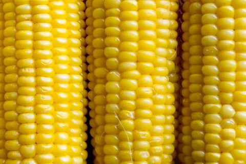 Boiled corn texture Stock Photos
