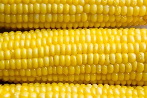 Boiled corn texture Stock Photos