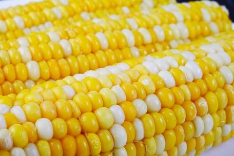 Boiled corn on a white square plate, close-up, soft focus Foto stock