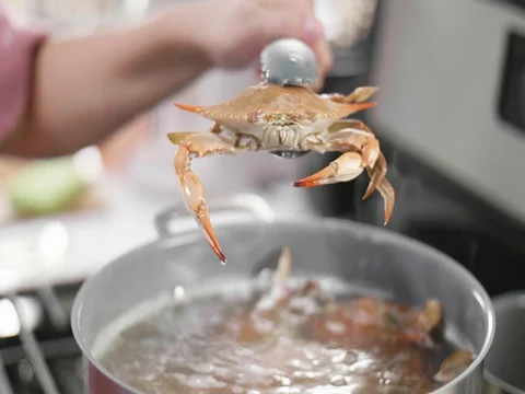 Boiled Crab being held in a kitchen Vidéo 81705323