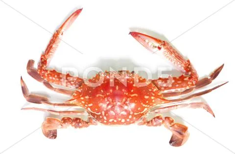 Boiled crab isolated on white background Stock Photos