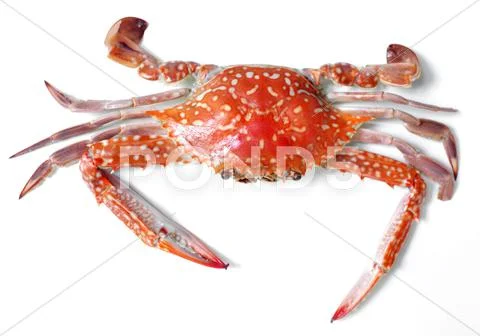 Boiled crab isolated on white background Stock Photos