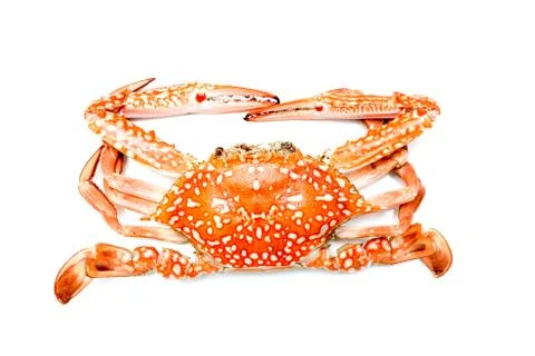 Boiled crab. Stock Photos