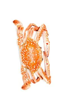 Boiled crab. Stock Photos