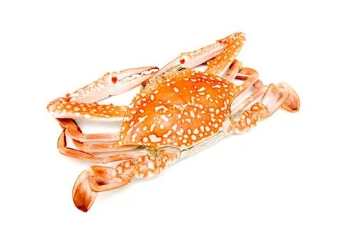 Boiled crab. Stock Photos