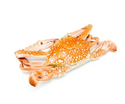 Boiled crab. Stock Photos