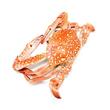 Boiled crab. Foto stock