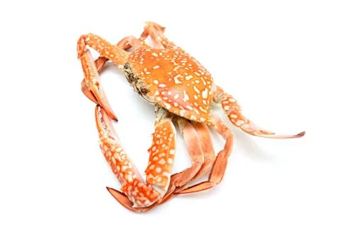 Boiled crab. Stock Photos