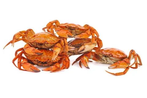 Boiled crabs on a white background. Stock Photos