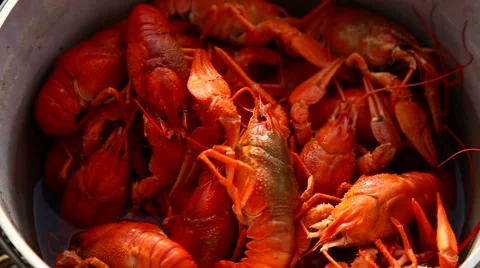Boiled crawfish Video stock 975538