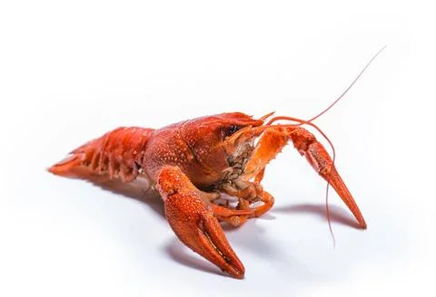 Boiled crawfish is isolated on a white background Fresh boiled crawfish on... Stockfoto's