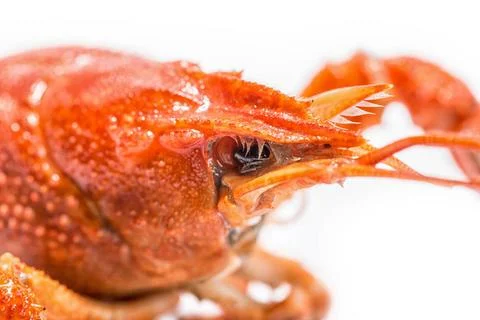 Boiled crawfish is isolated on a white background Fresh boiled crawfish on... Stock Photos