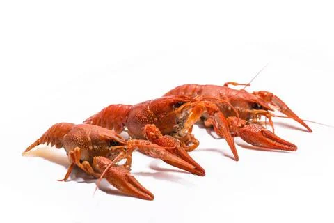 Boiled crawfish is isolated on a white background Fresh boiled crawfish on... Stock Photos