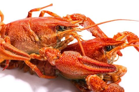 Boiled crawfish is isolated on a white background Fresh boiled crawfish on... Stock Photos