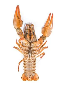 Boiled crawfish is isolated on a white background Fresh boiled crawfish on... Stock Photos