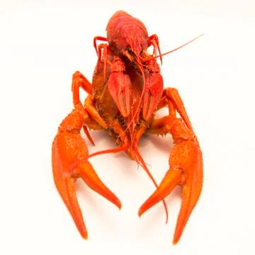 Boiled crawfish Stock Photos