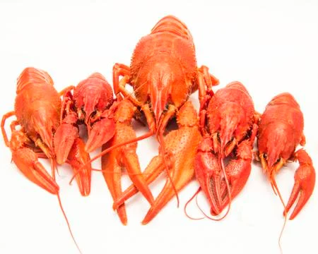 Boiled crawfish on a white background Stock Photos