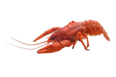Boiled crawfish on white background. Stock Photos