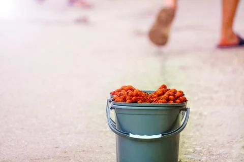 Boiled crayfish of small ramer are for sale on the sidewalk Stock Photos
