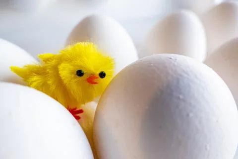 Boiled egg chickens in egg box. artificial chicken on the background of chick Stock Photos