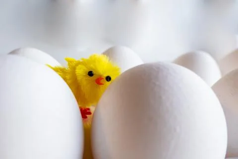 Boiled egg chickens in egg box. artificial chicken on the background of chick Stock Photos