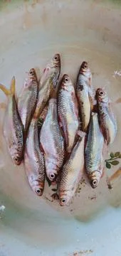 Boiled fish Foto stock