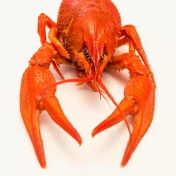 Boiled lobster closeup Stock Photos