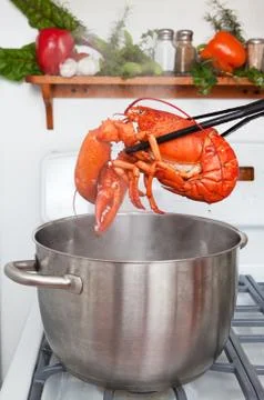 Boiled lobster Stock-Fotos