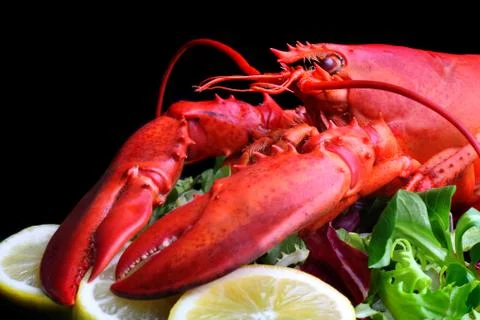 Boiled lobster Stock Photos