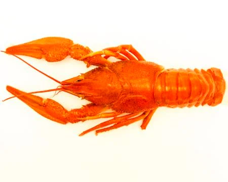 Boiled lobster on a white background Stock Photos