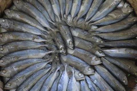 Boiled mackerel is arranged in a circular shape. Ready fish. Processed seafoo Stock Photos