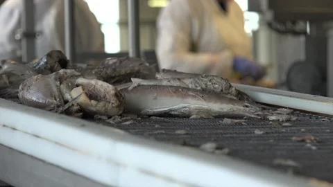 Boiled Mackerel in the factory Stock Footage 239584339