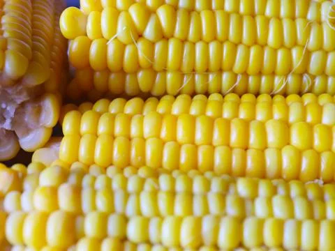 Boiled maize Stock Photos