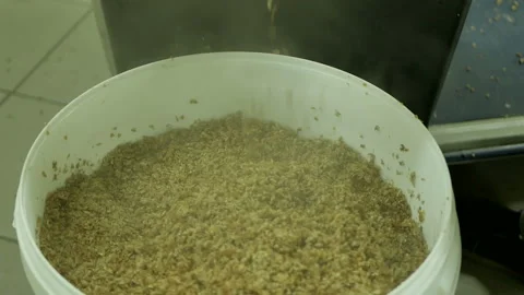 Boiled malt in beer production. Stock Footage 89851320