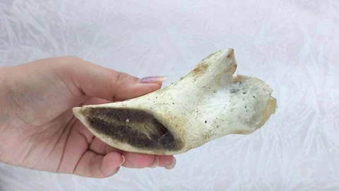 Boiled marrow bone for cooking broth, bouillon in a womans hand. The benefits of Stock Footage 316117072